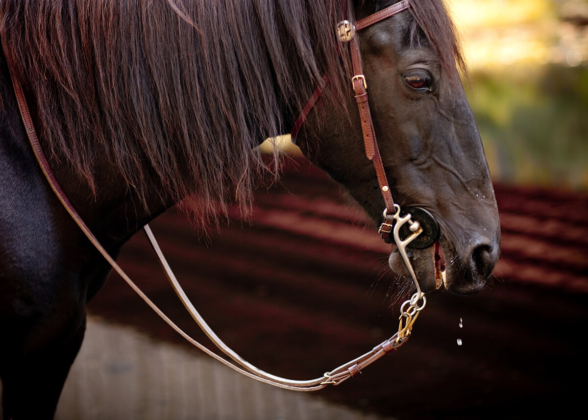 Horseback Riding and Trail Etiquette in Western North Carolina