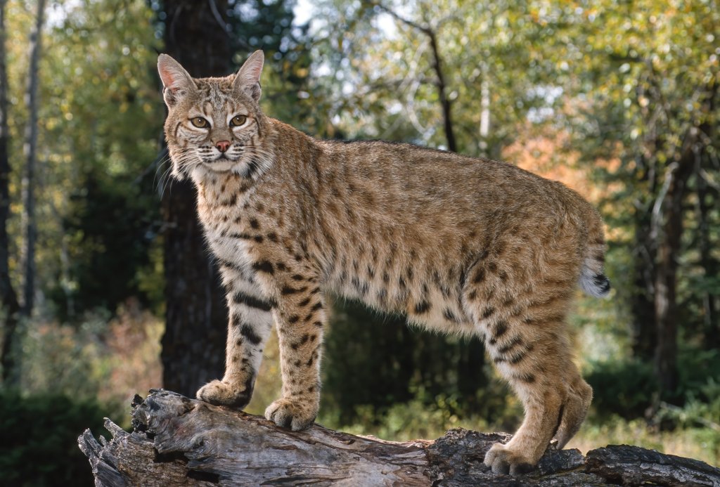 Meet the Local Bobcats