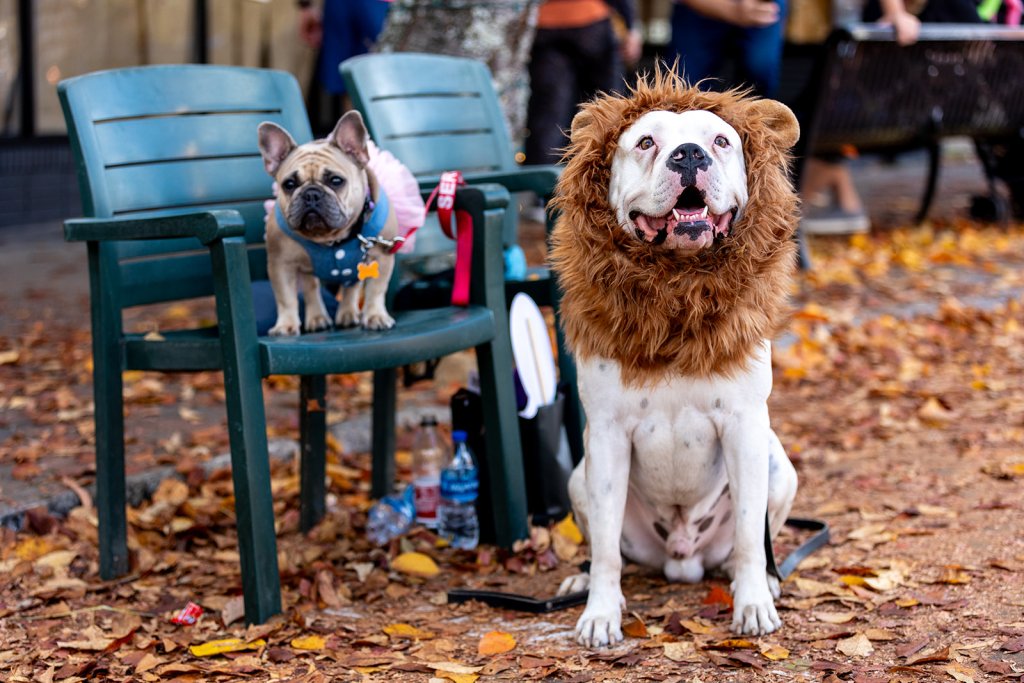 Dogs in costume at Halloweenfest in Downtown Brevard to celebrate Halloween