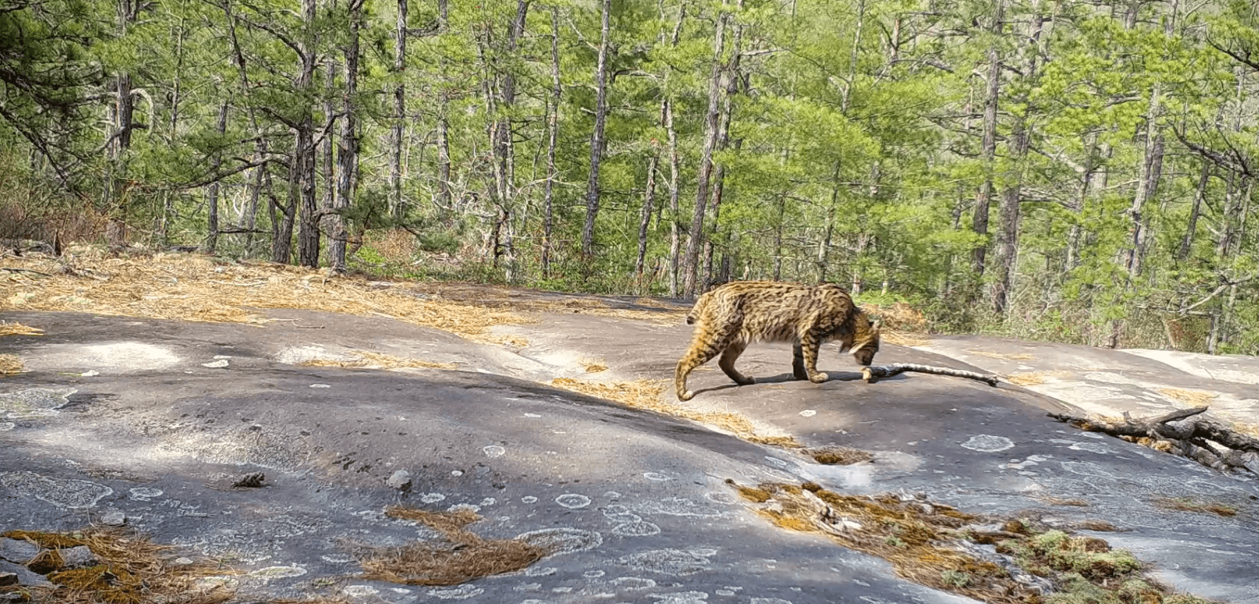 Bobcat wanders through DuPont State Recreational Forest near Cedar Mountain, NC.
