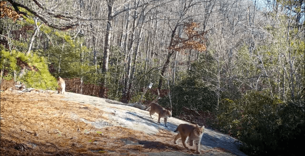 Bobcat kittens explore DuPont State Recreational Forest with their mom.