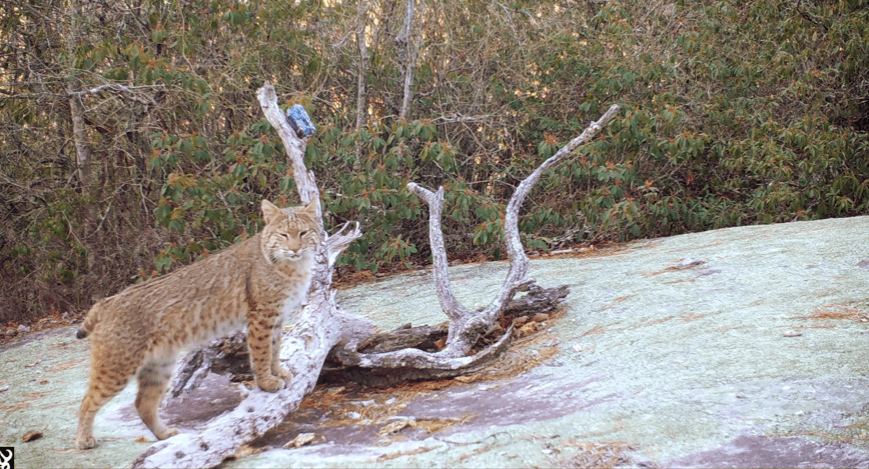 A bobcat strikes a pose for the camera in DuPont State Recreational Forest near Cedar Mountain, NC